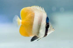 Chaetodon Kleini
